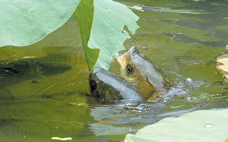 溶解氧含量对水生物的影响