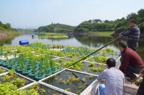 生态浮岛